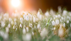 Девять живописных мест, где можно полюбоваться подснежниками