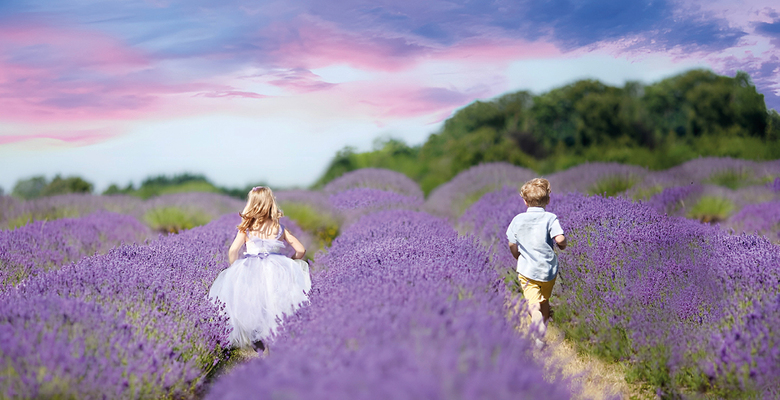 Фото: facebook.com/Mayfield Lavender