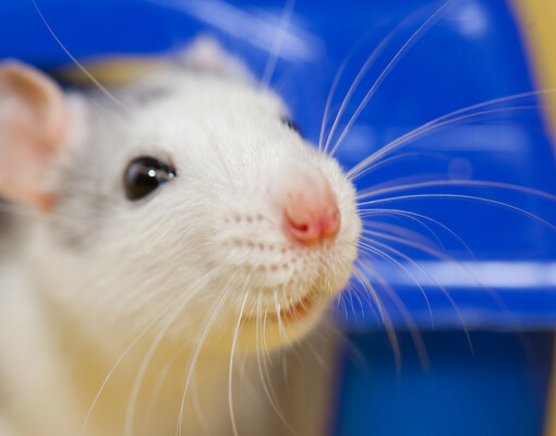 ИИ вместо мышей: британские лаборатории отказываются от испытаний на животных