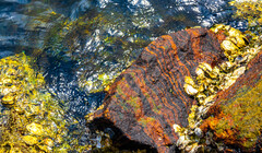 Спасители экосистем: устрицы защитят побережье Северного моря