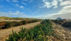 Вторая жизнь праздничных елок: как деревья спасают побережье Ланкашира от разрушения