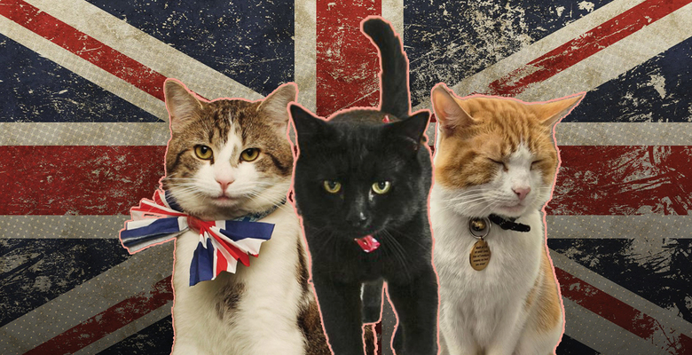 Meow, purr, hiss: семнадцать самых известных котов Британии и их невероятные биографии