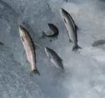 Попадающий в водоемы кокаин влияет на поведение лосося