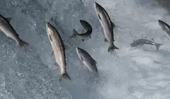 Попадающий в водоемы кокаин влияет на поведение лосося