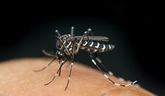В Лондоне нашли очаги размножения опасного тропического комара