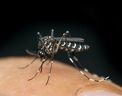 В Лондоне нашли очаги размножения опасного тропического комара