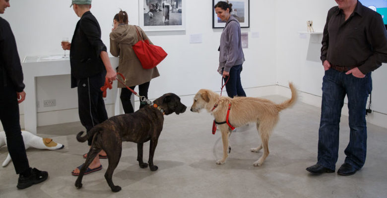 Выставка Dog Show: современное искусство, выбранное собаками художников.