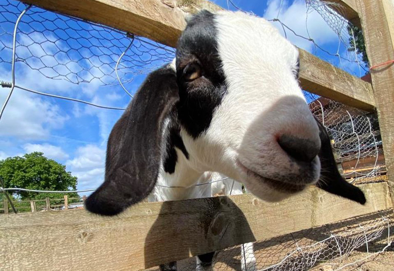 Фото: facebook.com/allotmentkitchenstepneyfarm