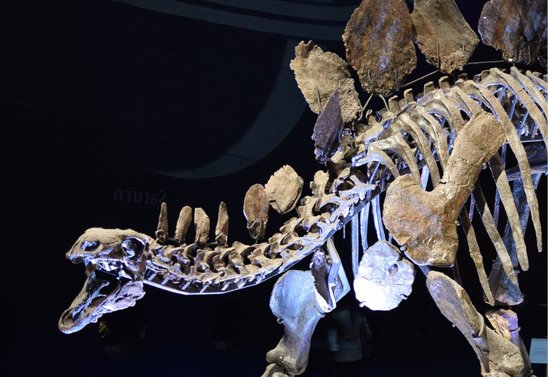 Фото: facebook.com/naturalhistorymuseum