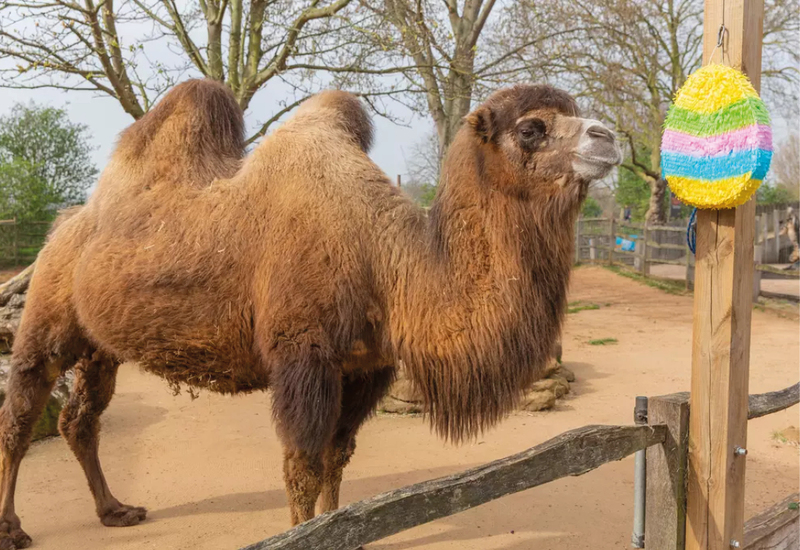 Фото: londonzoo.org