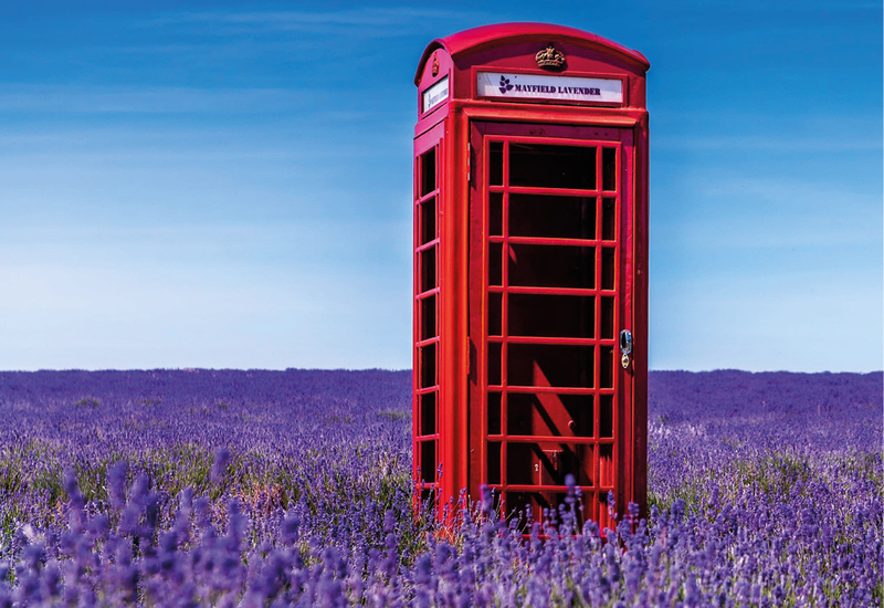 Фото: facebook.com/Mayfield Lavender 