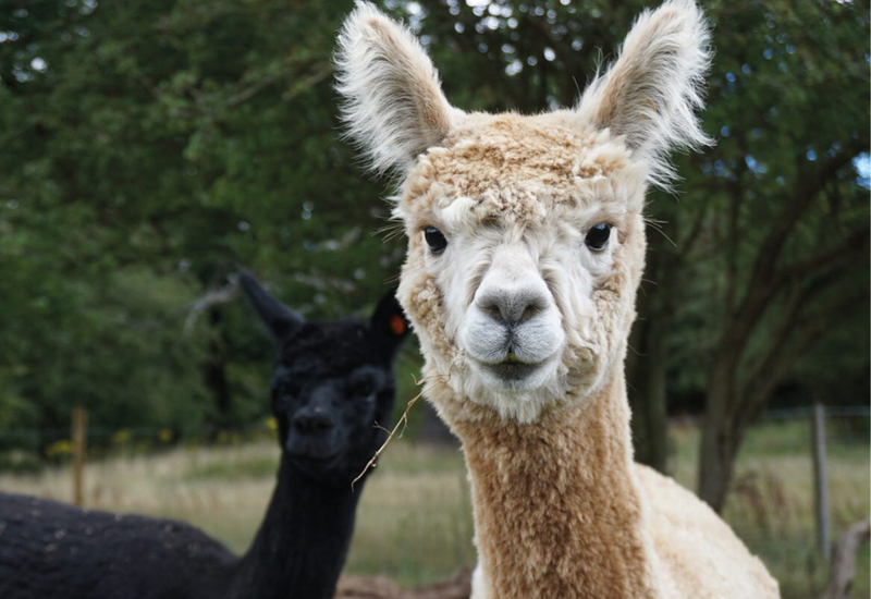 Фото: facebook.com/LondonAlpacaFarm