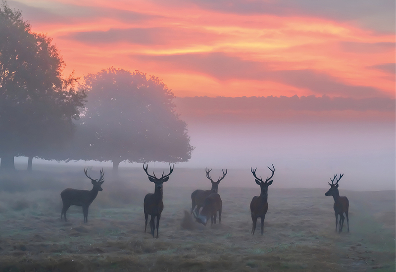 Фото: facebook.com/RichmondParkLondon